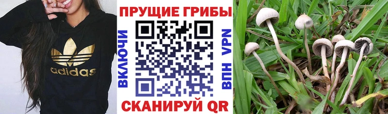 Псилоцибиновые грибы мухоморы  что такое   Луховицы 